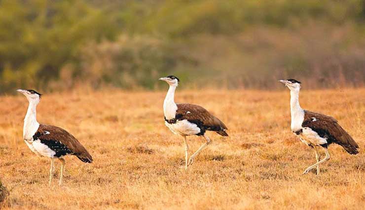 5 Places in India To Spot Great Indian Bustard