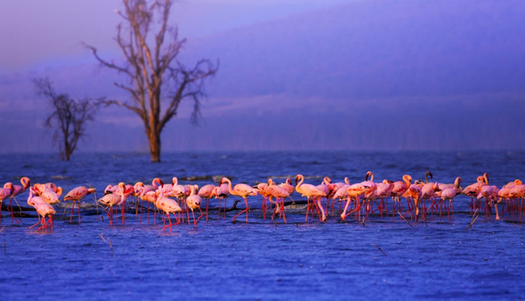 africa,unesco,world heritage sites,heritage sites in africa,rock-hewn churches of lalibela,ethiopia,vallee de mai nature reserve,seychelles,victoria falls – zambia-zimbabwe,serengeti national park,tanzania,great lakes kenya,robben island south africa,travel,holidays,travel guide,travel tips