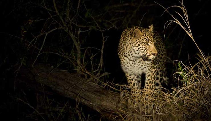 5 best upcoming night safari in india,greater noida night safari,gorewada zoo night safari,night safari in pench national park,night safari in ranthambore national park,night safari in kanha national park