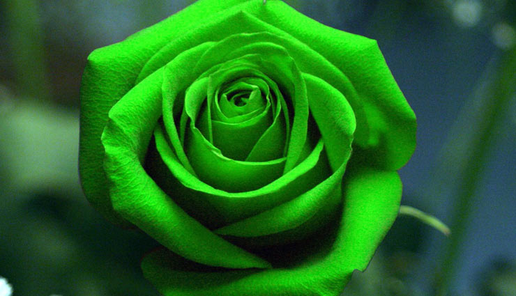 valentines day,valentines week,rose day,roses,color of roses ,गुलाब,वैलेंटाइन डे,रोज डे