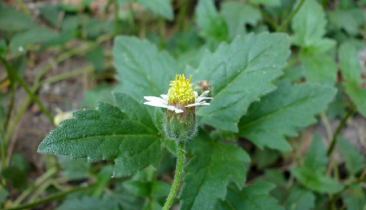 ये खरपतवार है कई औषधीय गुणों का भंडार, सेहत के लिए संजीवनी बूटी, जानें फायदे