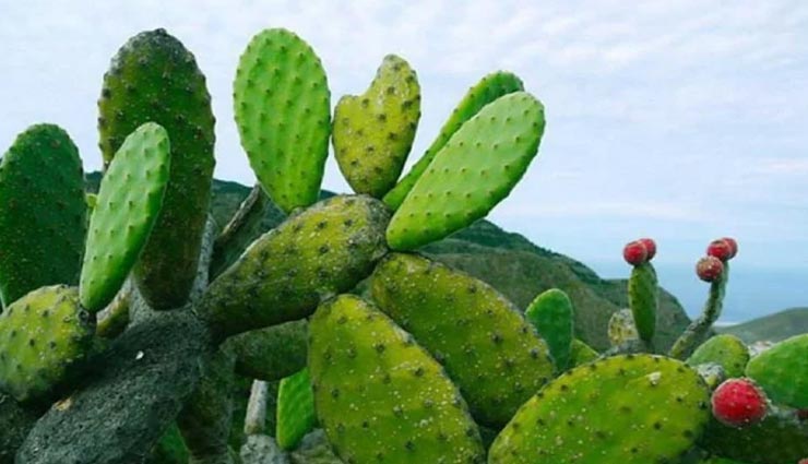 आखिर क्यों कहा जाता हैं रेगिस्तान में उगने वाले इस पौधे को 'हरा सोना'