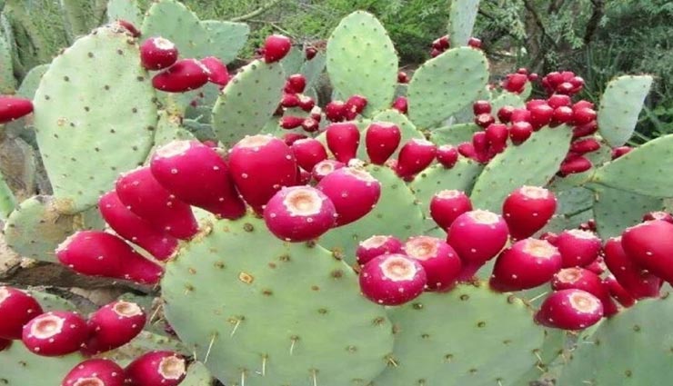 weird news,weird plant,nopal cactus,green gold,grows in the desert ,अनोखी खबर, अनोखा पौधा, नोपल पौधा, हरा सोना, रेगिस्तान का पौधा