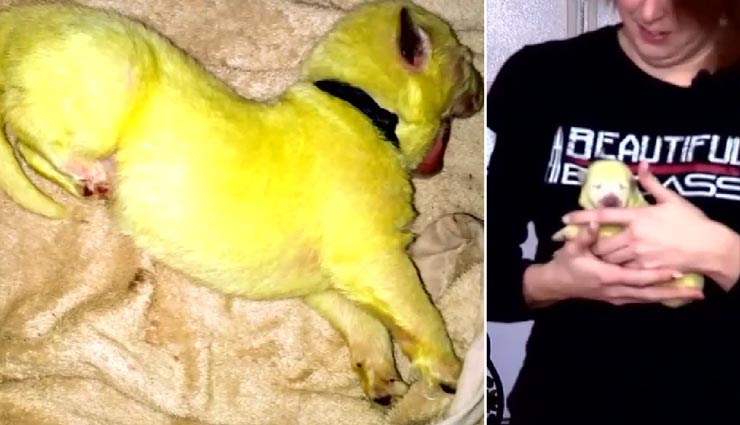 क्या आपने देखा है कभी हरे रंग का पप्पी, वायरल हो रही ये तस्वीरें