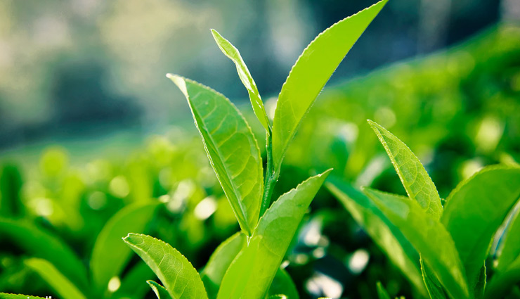 body odour,fight body odour,home remedies to fight body odour,baking soda and corn-starch,apple cider vinegar,Lemon,tea,tomatoes,beauty,beauty tips,beauty news