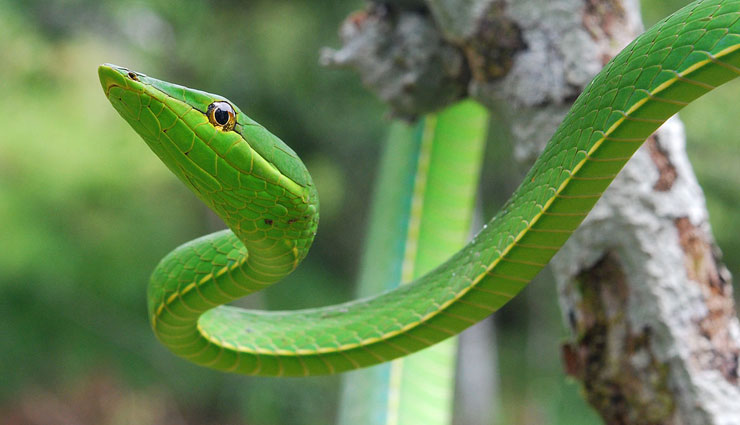 snakes found in karnataka rainforest,karnataka rainforest,snakes,green vine snake,malabar pit viper,hump nosed pit viper,horseshoe pit viper,bamboo pit viper
