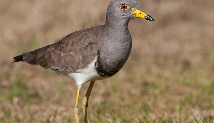 plover and lapwing found in india,india travel,india tourism,tourist places in india,holidays,travel