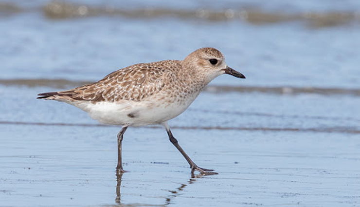 plover and lapwing found in india,india travel,india tourism,tourist places in india,holidays,travel