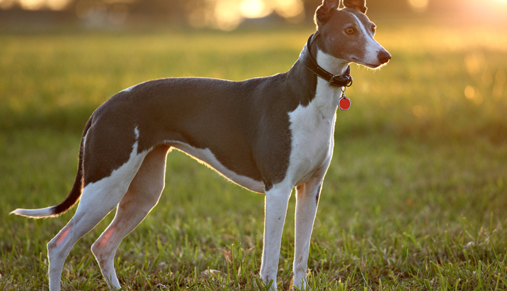 dog breeds,athletic dog breeds,athletic dog breeds found in world