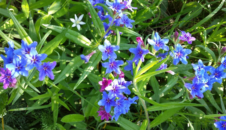 hyperthyroidism,home remedies to treat hyperthyroidism,hyperthyroidism problem,hyperthyroidism treatment,Health,Health tips