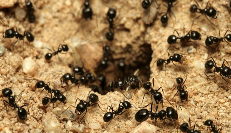 ants,interesting facts,facts about ants,ants behaviour ,चींटियाँ, चींटियों का व्यवहार, रोचक तथ्य, चींटियों से जुड़े रोचक तथ्य 