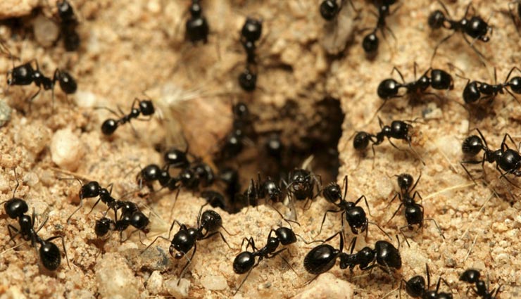 ants,interesting facts,facts about ants,ants behaviour
