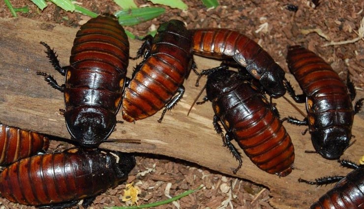 cockroach,facts related to cockroach,interesting facts of cockroach,amazing facts of cockroach