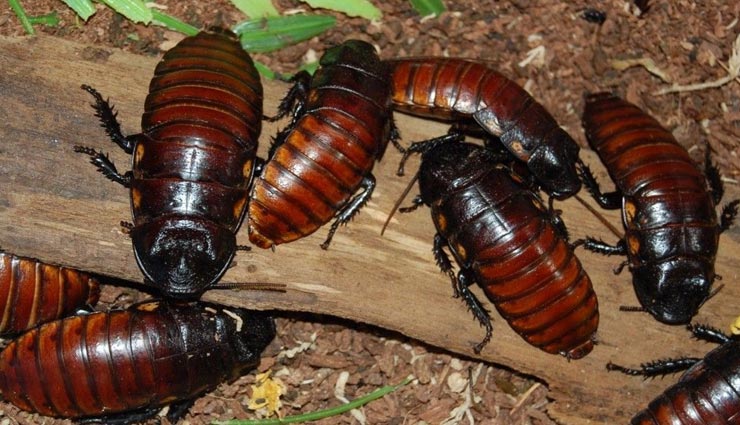 cockroach,facts related to cockroach,interesting facts of cockroach,amazing facts of cockroach ,कॉकरोच, कॉकरोच से जुड़े मजेदार तथ्य, कॉकरोच के अनसुने फैक्ट्स, रोचक तथ्य 