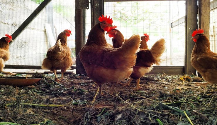 weird reason for the report,report of a cock,maharashtra,police station