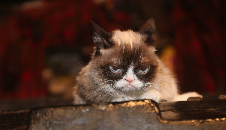 700 करोड़ रु. की मालकिन बिल्ली की हुई मौत, सोशल मीडिया पर शोक की लहर