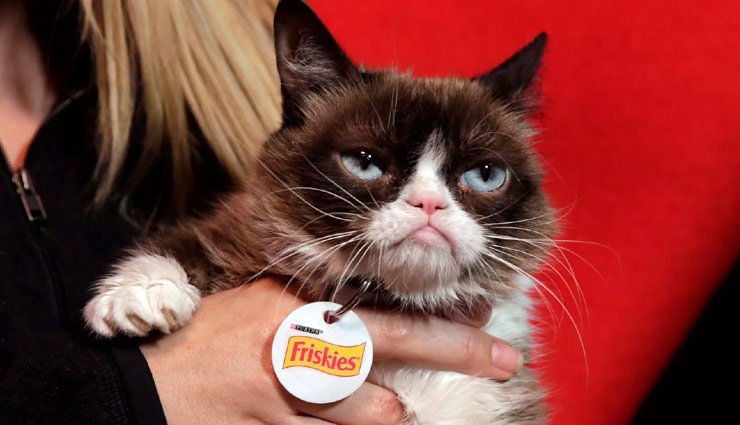 grumpy cat,grumpy cat dies,weird story