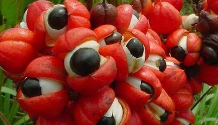 What Is Guarana? Biochemical Profile, Benefits, & Side Effects