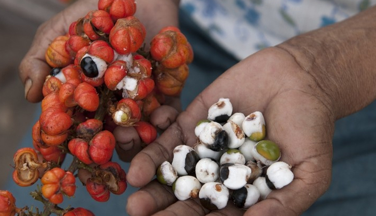 guarana overview,guarana biochemical profile,guarana health benefits,guarana side effects,natural stimulant guarana,caffeine in guarana,guarana and energy,guarana and weight loss,guarana for mental alertness,guarana safety precautions