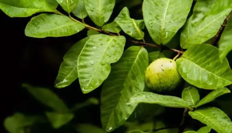 home remedies for stye,effective stye treatments,warm compress for stye,tea bag compress for stye,aloe vera for stye,turmeric paste for stye,coriander seed wash for stye,guava leaf compress for stye,stye relief,stye natural treatment