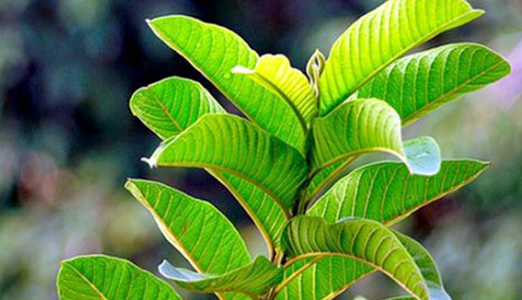 benefits of guava leaves,guava leaves for hair,hair care tips,beauty tips