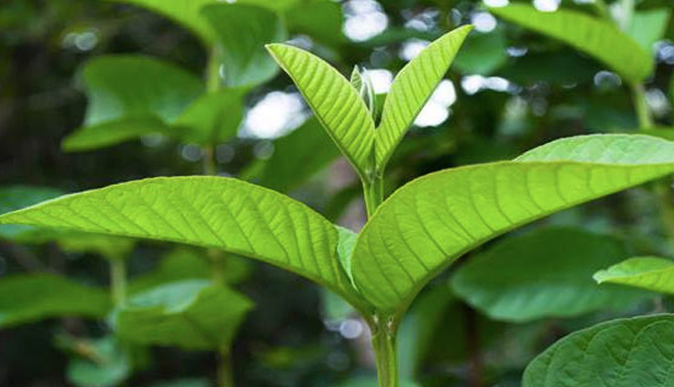 ways to use guava leaves,guava leaves for quick hair growth,beauty benefits of guava leaves,hair care tips,beauty tips