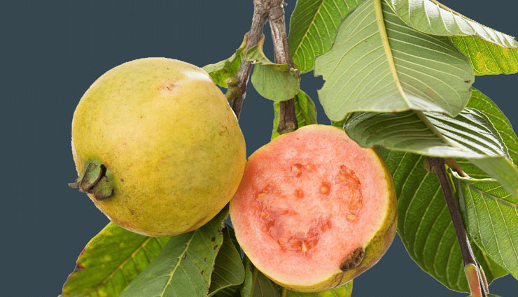 5 Amazing Benefits of Using Guava Leaves For Hair 