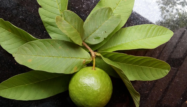 ways to use guava leaves,guava leaves for quick hair growth,beauty benefits of guava leaves,hair care tips,beauty tips