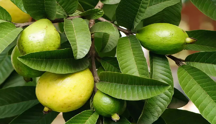 malic acid rich foods,fruits with malic acid,vegetables with malic acid,health benefits of malic acid,malic acid in apples,malic acid in watermelon,malic acid in banana,natural sources of malic acid,dietary malic acid,malic acid supplements