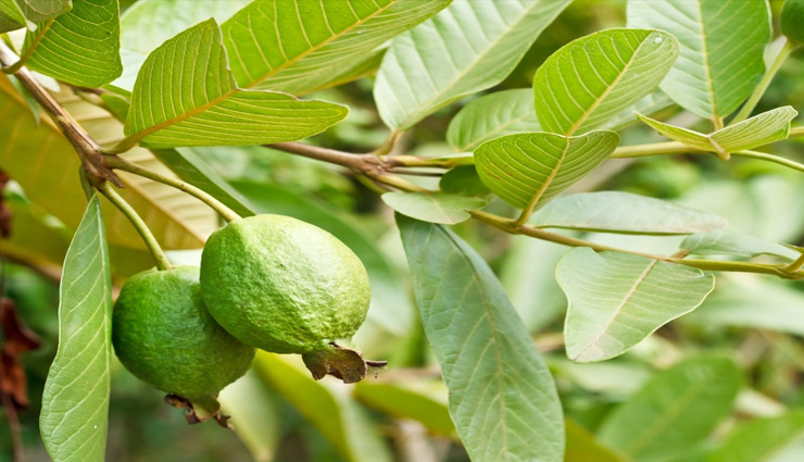 guava leaves face pack,winter skin acre tips,home made face packs of guava leaves,guava leaves beauty benefits,skin care tips