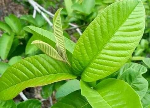 guava leaves,guava leaves for skin,skin problems,skin care tips,beauty tips,guava leaves face mask,home remedies