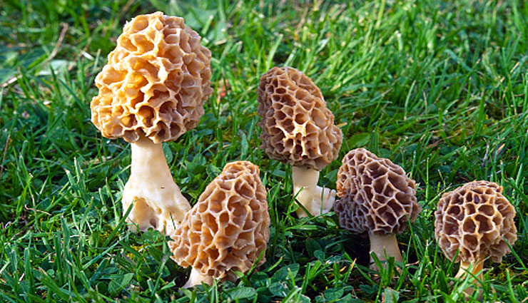 भारत की इस सब्जी की दुनिया भर में बड़ी मांग, कीमत 30 हजार रुपये किलो