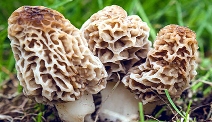 gucchi,gucchi vegetable,expensive vegetable,gucchi price,about gucchi,what is gucchi,weird news