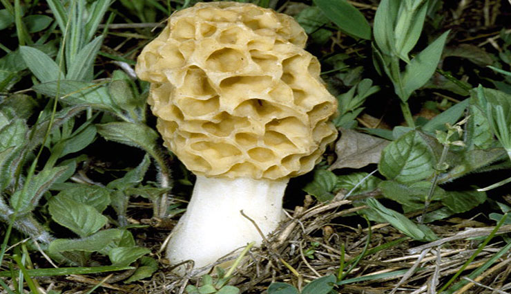 gucchi,gucchi vegetable,expensive vegetable,gucchi price,about gucchi,what is gucchi,weird news