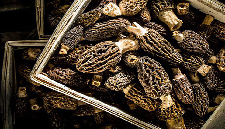 gucchi,gucchi vegetable,expensive vegetable,gucchi price,about gucchi,what is gucchi,weird news