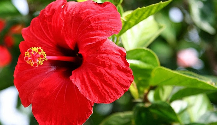 flowers,flower beauty benefits,beauty benefits of flowers,amazing benefits of flowers for skin,natural beauty tips with flowers,floral beauty hacks,flower-infused beauty products,flower skincare benefits,floral remedies for glowing skin,floral beauty treatments,flower beauty secrets,flowers for hair care,beauty benefits of rose petals,flower-based beauty routines,floral beauty rituals