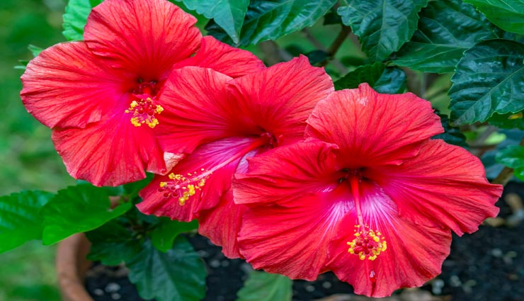 vastu tips,vastu tips in hindi,plants for fortune,positivity by plants