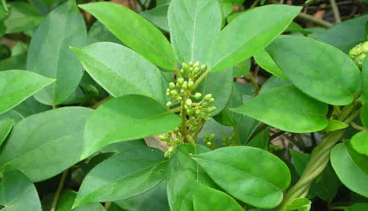 ayurvedic remedies for diabetes control,managing diabetes with ayurveda,ayurvedic treatments for diabetes,natural ways to control diabetes,ayurvedic herbs for diabetes management,controlling diabetes through ayurvedic practices,diabetes management in ayurveda,ayurvedic tips for diabetic patients,herbal remedies for diabetes control,ayurvedic lifestyle for managing diabetes,ayurvedic diet for controlling diabetes,ayurvedic lifestyle changes for diabetes,ayurvedic supplements for diabetes control,traditional ayurvedic remedies for diabetes,ayurvedic herbs for blood sugar control,holistic ayurvedic approach to diabetes,ayurvedic therapies for managing diabetes,ayurvedic home remedies for diabetic patients,ayurvedic diet plan for diabetes,herbal remedies in ayurveda for diabetes,ayurvedic principles for diabetes care,ayurvedic practices for controlling high blood sugar,ayurvedic strategies for diabetes prevention