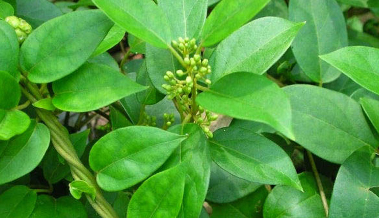 diabetes,control diabetes,tips to control diabetes,blood sugar,home remedies to cure diabetes,heath news,healthy living,Health tips