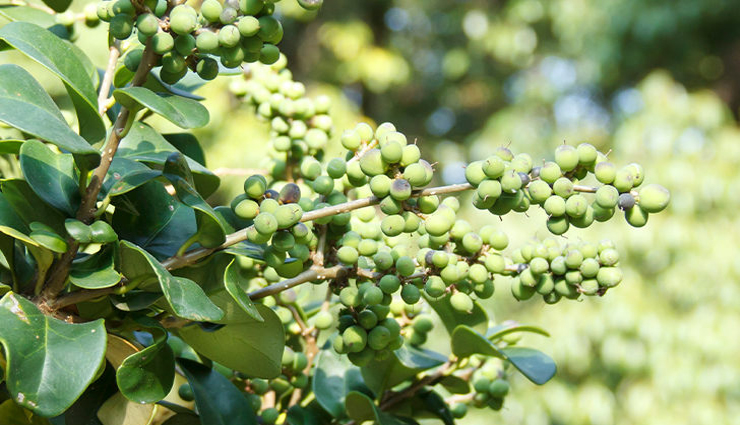 home remedies you can try for piles,healthy living,Health tips