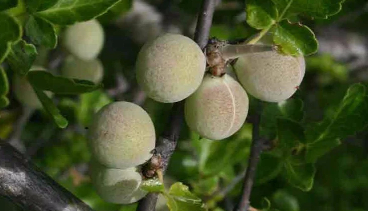 natural remedies for osteoporosis,osteoporosis home remedies,herbal remedies for osteoporosis,natural ways to treat osteoporosis,supplements for osteoporosis,osteoporosis prevention and natural remedies,foods for osteoporosis prevention,holistic remedies for osteoporosis,non-pharmaceutical treatment for osteoporosis,lifestyle changes for managing osteoporosis