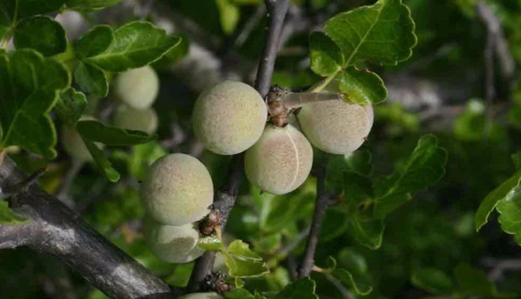 guggul benefits,ayurvedic herbs,commiphora mukul,guggul for cholesterol,guggul for joint pain,guggulsterones,triphala guggul,yograj guggul,kanchanar guggul,natural detox remedies,metabolism booster herbs,ayurvedic medicine for thyroid,herbal anti-inflammatory