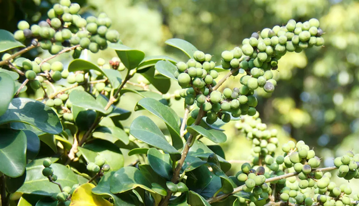 8 Least Known Health Benefits of Guggul