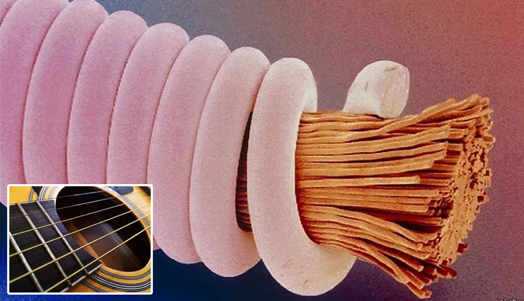 microscopic pictures,the amazing world through microscope