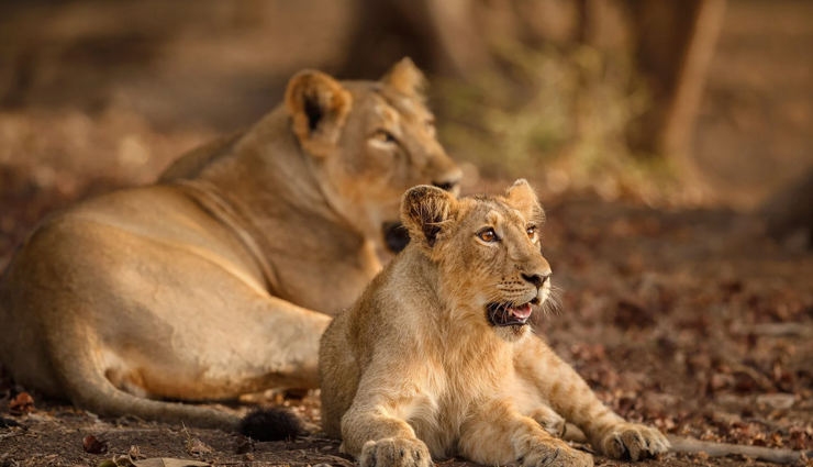 gujarat,places to visit in gujarat,tourist attraction in gujarat,vadodara,gir national park,dwarka,somnath temple,kutch,ahmedabad