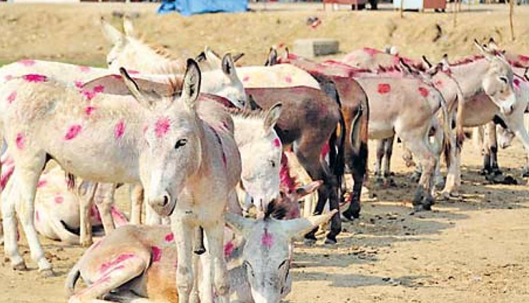 festivals of gujarat,festivals in india,india,navratri,rann utsav,uttarayan,shamlaji melo,vautha mela,rath yatra