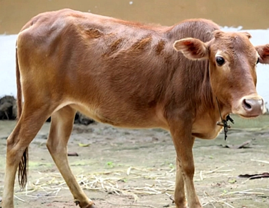 Meet The World Record Holder Cow From India