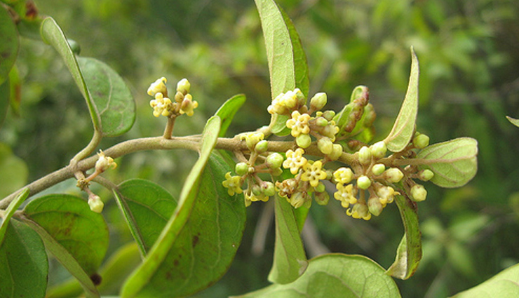 herbs to manage your blood sugar levels,healthy living,Health tips