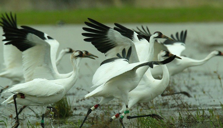 gurugram,places to visit in gurugram,sultan pur bird century,kingdom of dreams,museum of folk tribal art,dlf cyber hub,aravalli biodiversity park