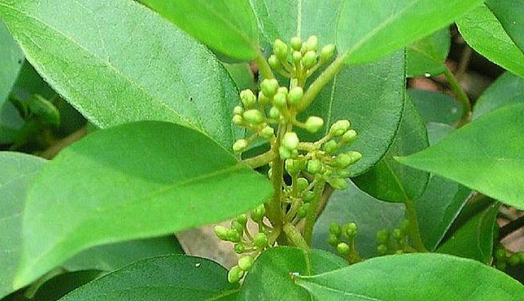 herbs for diabetes,blood sugar control,natural remedies,managing diabetes,herbal supplements